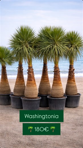 🌴 Washingtonia – La touche exotique idéale pour vos massifs Apportez du volume et du caractère à vos massifs et jardins grâce à la Washingtonia, une palme décorative au style exotique et élégant. ✔ Sujet très propre et bien entretenu ❄️ Résistante jusqu’à -8°C 🌿 Parfaite pour massifs, jardins paysagers et plantations décoratives 🌴 Tronc d’environ 120 à 130 cm 💰 Seulement 180€ TTC / pièce Un excellent choix pour structurer vos massifs et créer un point focal fort dans votre jardin. 📍 Planète