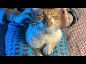 Relaxing Cat Massage (ASMR, Soothing Purrs for Sleep)