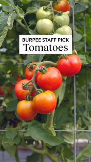 9K views · 106 reactions | There's limited time left to buy plants...