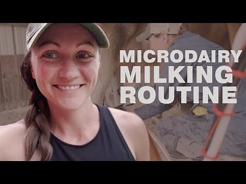 Microdairy Milking Routine