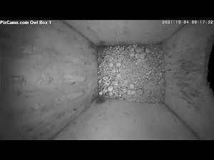 PixCams.com Screech Owl Box 1 Live Stream