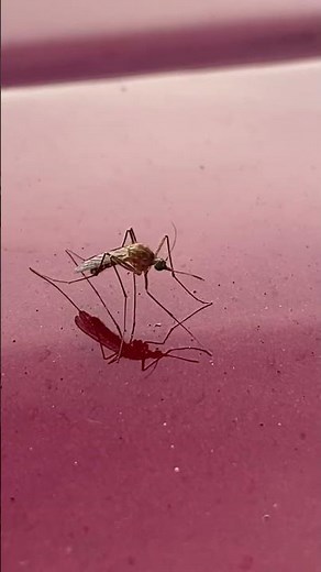 Culex mosquito delivers itchy bites