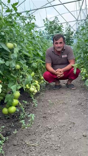 🍅 Tomate care vorbesc prin rezultate 🍅 🤝 Imagini de la partenerul nostru: 👨‍🌾 Daniel Stan 📌 Dor Mărunt, jud. Călărași 🍅 Tehnologia Vitana aplicată în cultură: ➡️ Albit Turbo Root la plantare ➡️ Albit VegEnergy la 7 zile după plantare ➡️ Albit Florastart la apariția inflorescențelor ➡️ Albit Cambo la legarea fructelor ✅ Prindere rapidă după plantare ✅ Plante viguroase și bine dezvoltate ✅ Înflorire și legare foarte bune ✅ Fructe sănătoase și aspect comercial excelent 💻 www.vitana.ro Vitan