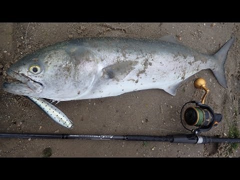 Topwater Bluefish Fun and New Surf Rod Review