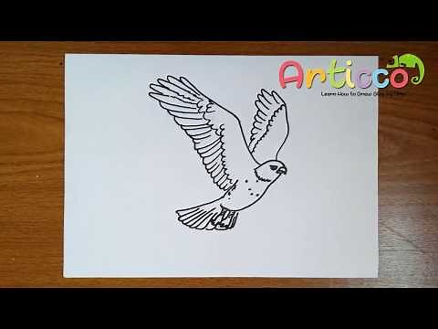 How to Draw a Hawk For Kids
