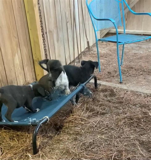 The movie Alien? Jack in the box? Or just another Tuesday? ROADSIDE RESCUE NETWORK | Jerry Manor