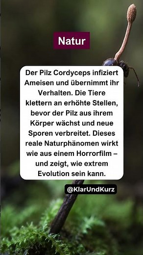 Der gruseligste Pilz der Natur. #natur