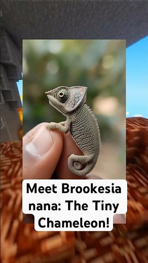 Meet Brookesia nana: The Tiny Chameleon!