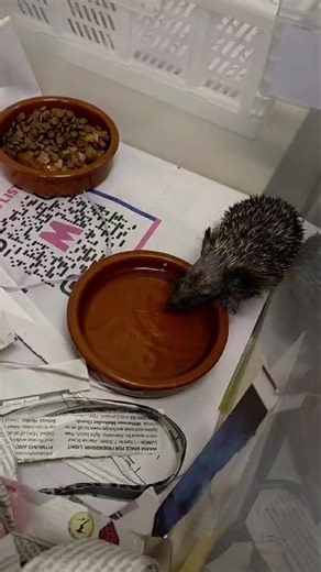 Charlie🥰 | Prickly Edge Hedgehog Rescue C.I.C