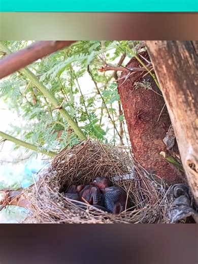 Bulbul Bird Feeding Its Baby Insect