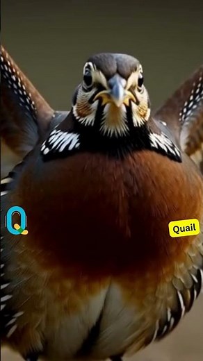 ABC Pet Animals for Kids | A to Z Cute Pets Learning Song 🐶✨#ABCpets #kidslearning**