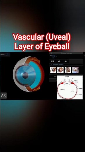 Eyeball Anatomy 3d | Vascular Layer of Eyeball | #ophthalmology #medicalmedics #anatomy