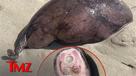 Coffin Ray Creature Washes Ashore on Australian Beach, Seems Otherworldly TV