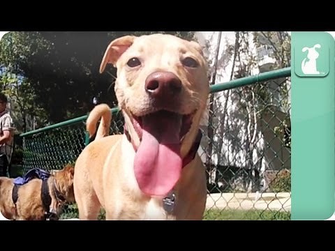 Dogs party at the Dog Park - Dogs at Play