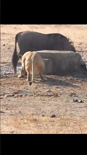 Who Hunts Better Lion Or Lioness By info fact News