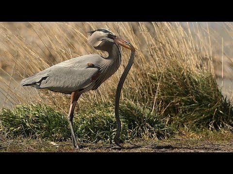 What Do Great Blue Herons Eat?