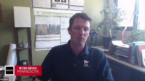 See the spruce budworm, a small bug that could be fueling the northern Minnesota wildfires