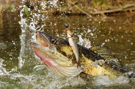 Drachkovitch-System: Aktiv mit Köderfisch für mehr Fänge - BLINKER
