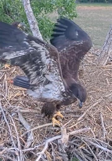 Kansas Eagles 5-20-26. OSAGE FLEDGES 🥳🎉 at 7:07 AM after Flying to the Cam Branch! 75 Days Old!