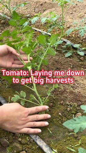 300K views · 3.4K reactions | Laying tomato down to get big harvests. When tomato grow to about 30 cm tall, laying it down by digging a shallow trench, gently bending stem sideways into it, and securing it in place. Here's the key, never do this before 4 PM. #plantingseason #agriculturetiktok #agriculturelife #farming #tomato | The Seed of life | Facebook
