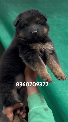 Low price German shaped long coat available in Jalandhar cheapest dog market in Punjab #ytshorts