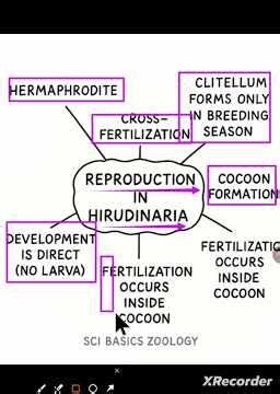 #LEECH REPRODUCTION MINDMAP#REPRODUCTION IN Hirudinaria granulosa #shorts#bsc 5th semester #zoology