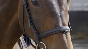 53K views · 571 reactions | Teamwork  We caught up with Ros Canter Eventing and some of her team, who shared with us an insight into some of the unique and important partnerships seen in our sport #JoinTheJourney | British Equestrian | Facebook