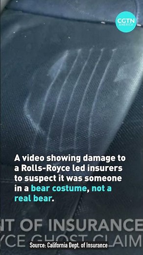 Four arrested in fake bear insurance scam