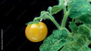 Tomato growing in a green house time lapse. Turing from green to red tomato