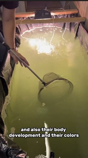 Why your aquarium water turned green