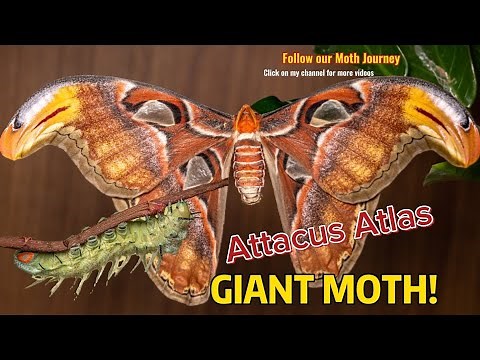 GIANT MOTH Attacus Atlas! (caterpillar to Moth lifecycle)