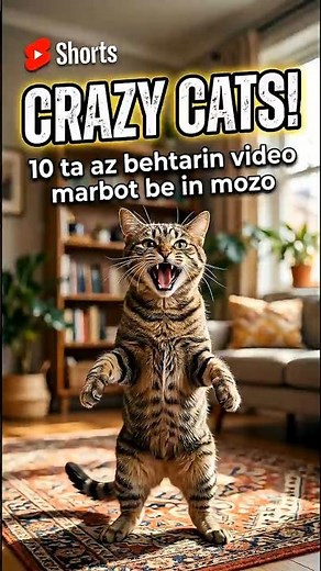 Crazy Cats 😂 10 Funniest Cat Moments That Make No Sense! 🐱💥
