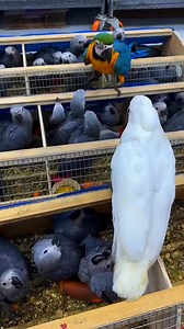 African Grey,Blue & Gold and macaw parrot chicks #greyparrotchicks #macawparrot #viralchallenge #fypchallenge #fypageシ | Birds Community