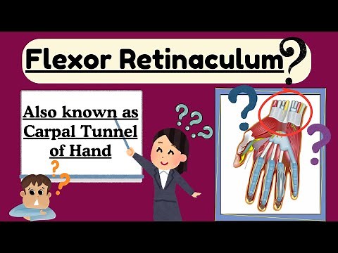 Flexor Retinaculum of Hand | Carpal Tunnel of Hand | Upper Limb Anatomy