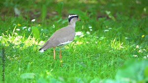Crowned lapwing (Vanellus coronatus), or crowned plover, is bird of lapwing subfamily that occurs contiguously from Red Sea coast of Somalia to southern and southwestern Africa.