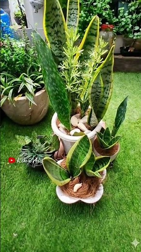 my thriving snake plant family‼️ From Pups to Rare Blooms‼️
