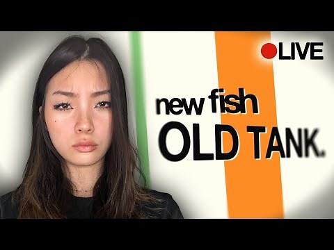fishtank s4 | Meet the Fish 🔴 LIVE FEED - DAY 1