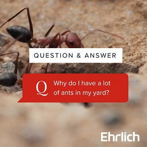 To prevent ants from setting up camp near your property, it's wise to have a pest control professional conduct a thorough property inspection. They can identify potential attractants and suggest targeted measures to minimize the risk of an ant infestation. Learn about our effective ant control solutions here>> http://lite.spr.ly/6006Bg92 | Ehrlich Pest Control