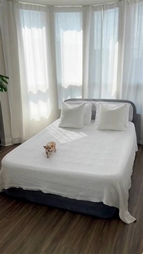 Descansa donde quieras 🏕️💤 Colchón auto inflable 2 plazas con respaldo, perfecto para camping, playa, jardín o visitas inesperadas. Se infla solo en minutos y su respaldo integrado brinda mayor comodidad para relajarte, leer o mirar el paisaje. 🌄 👉www.muymoderna.com.uy | Muy Moderna