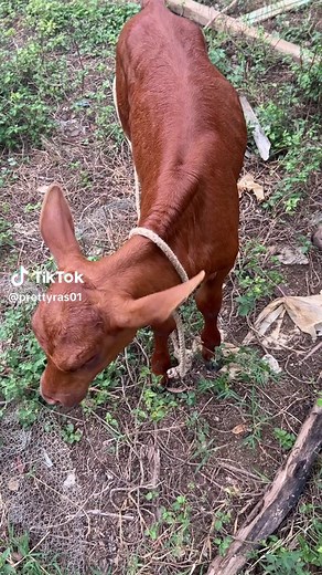 Pretty Ras❤️ on TikTok