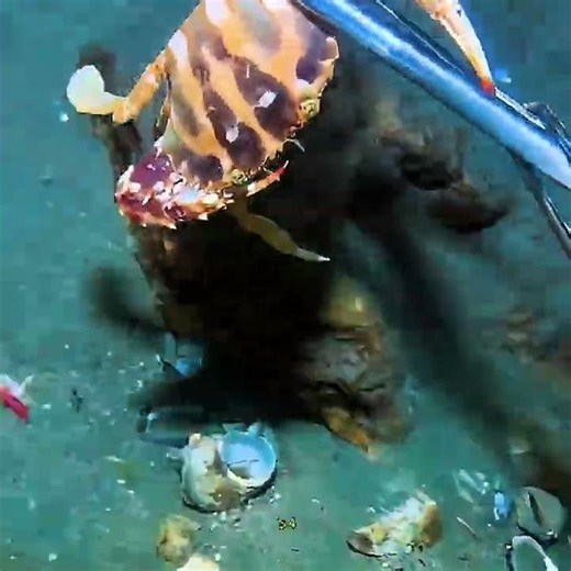 Beautiful 😻 Crab 🦀 #viral