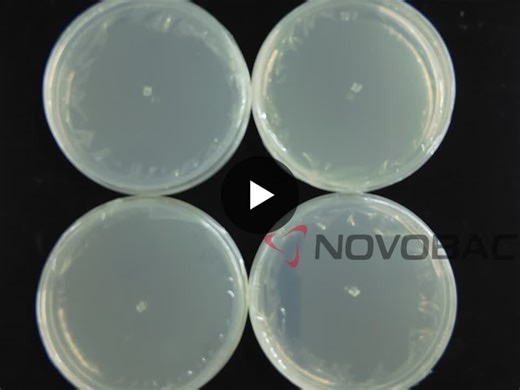 #biologicalcontrol #trichoderma #microbialsolutions #aginnovation #soilhealth #biofertilizer #sustainableagriculture #cropprotection #agresearch #microbiology | Novobac