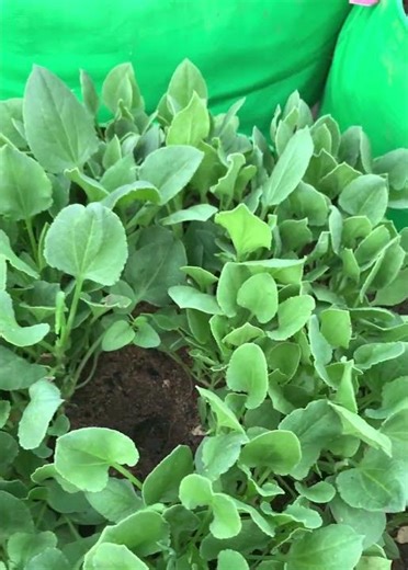 green leafy plant. identify.