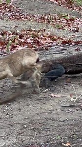 6.6K views · 20 reactions | Run..Run..Run Goat | Ocean's Depth | Facebook