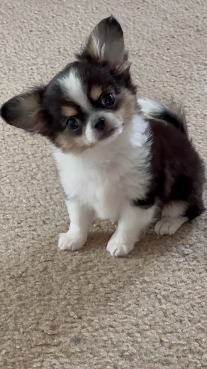 Adorable Applehead Chihuahua Puppy Compilation | Sweetie Pie Pets