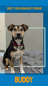 1.3K views · 123 reactions |  Meet Buddy! This energetic 8-month-old...