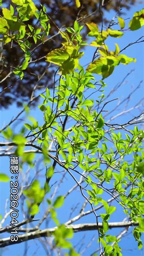新緑 アオハダ 4/13 青肌 #植木屋やっちゃん #山採り #自然樹形 #秋元園芸