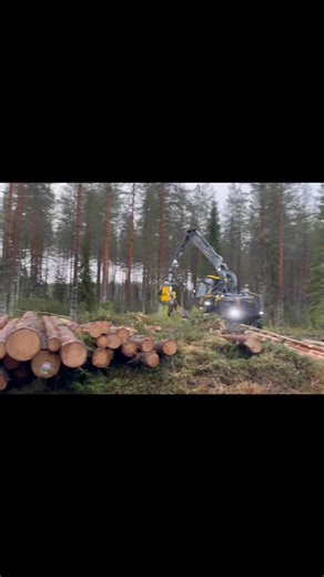 Tree Cutting Process Using an Excavator