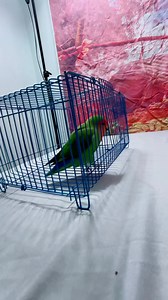 Parrot smoking a cigarette 🚬 #badrvid1 #parrottalking #cockatiellove #funnyparrots #calopsita #parrotlife #parrotlover | Badrvid1