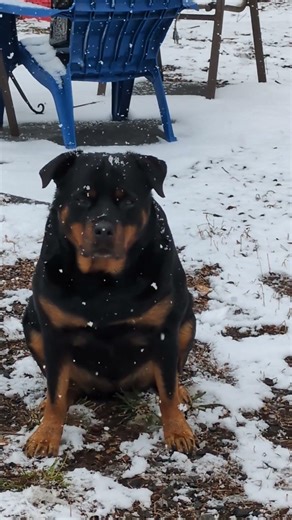 Kali the Rottweiler unhappy about April snow.